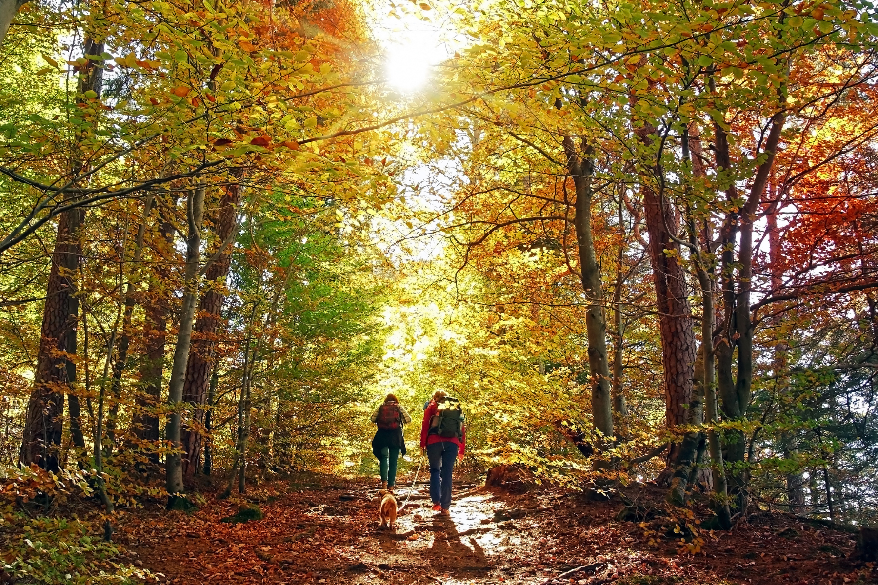 Embracing the Beauty of Fall: Hiking in Leesburg